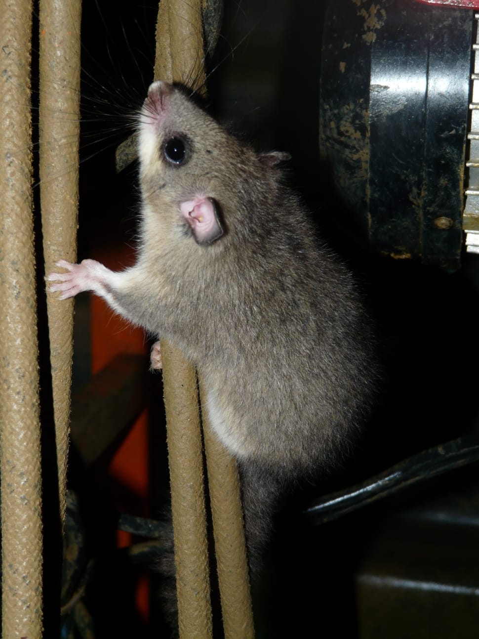 gray rodent preview