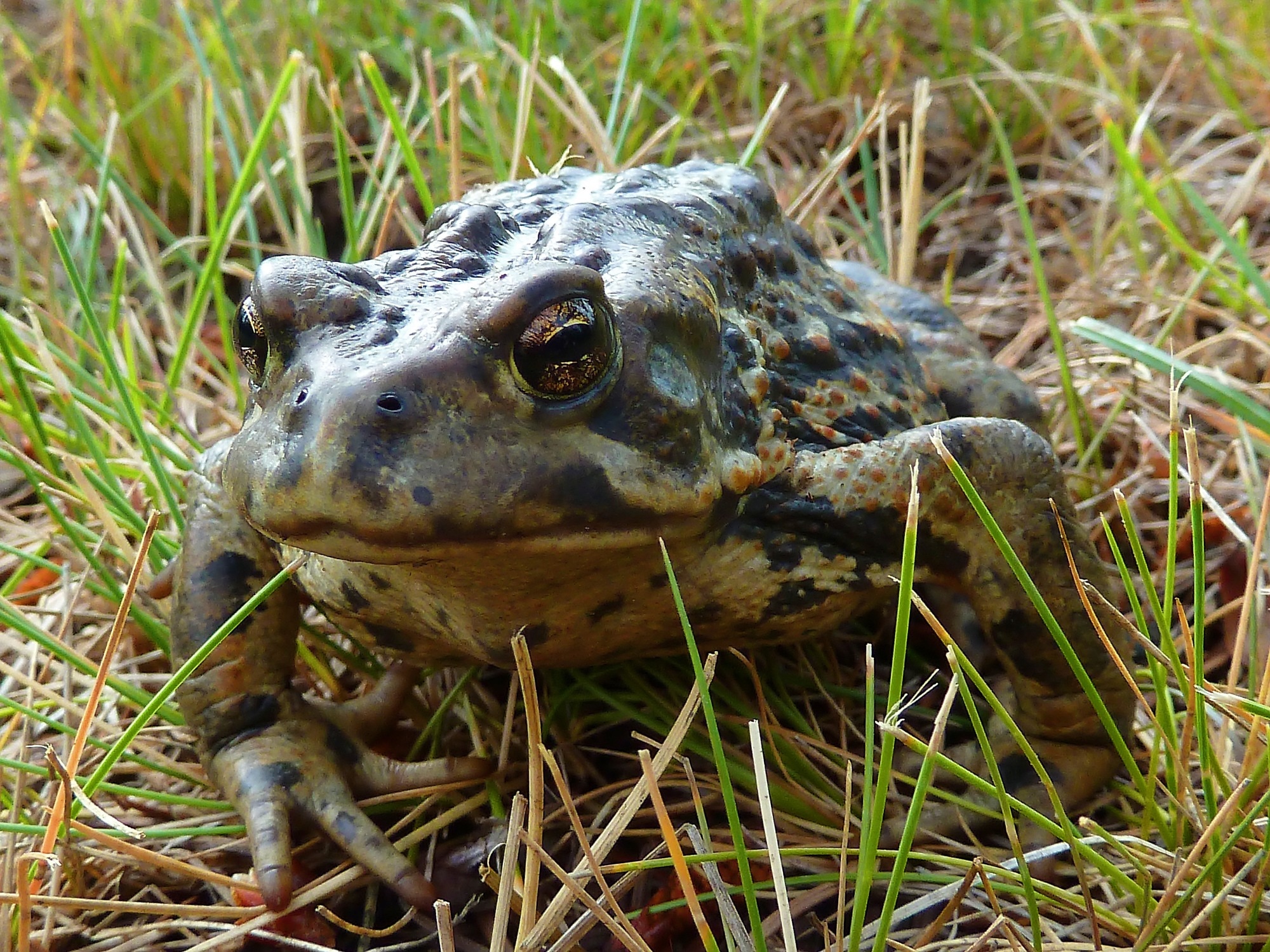 black and gray frog