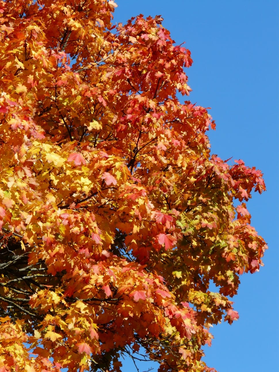 maple tree preview