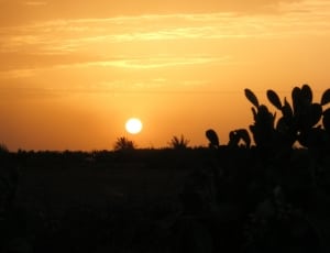 silhouette of grass and cactus during golden hour thumbnail
