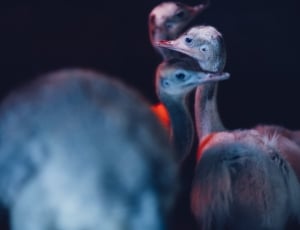 three juvenile ostrich thumbnail