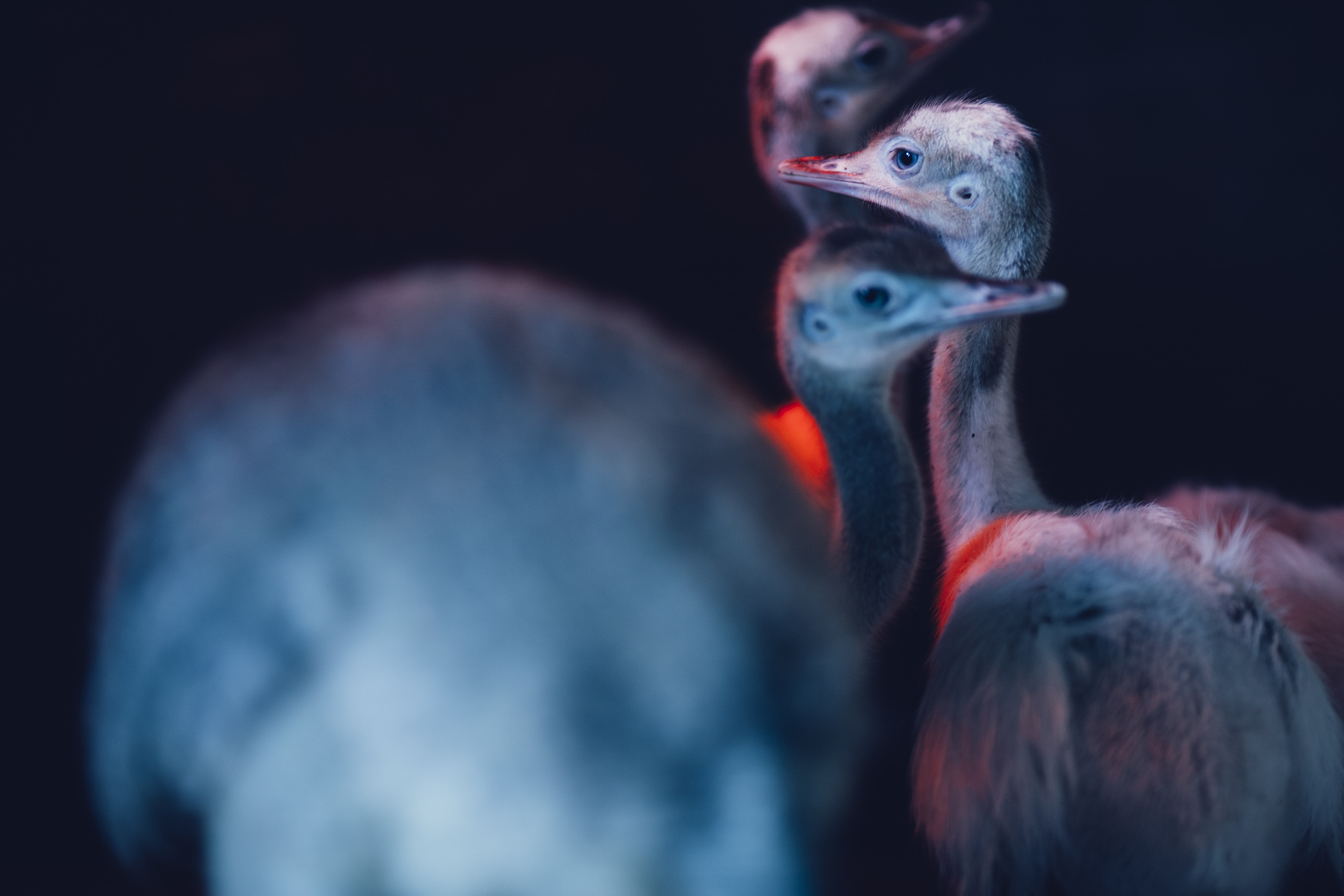 three juvenile ostrich
