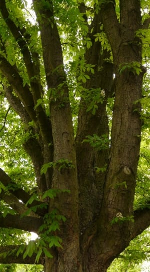 brown bark tree thumbnail