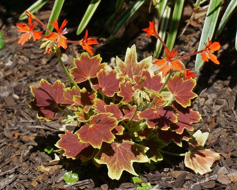 maroon and yellow leaf plant preview