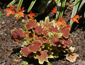maroon and yellow leaf plant thumbnail