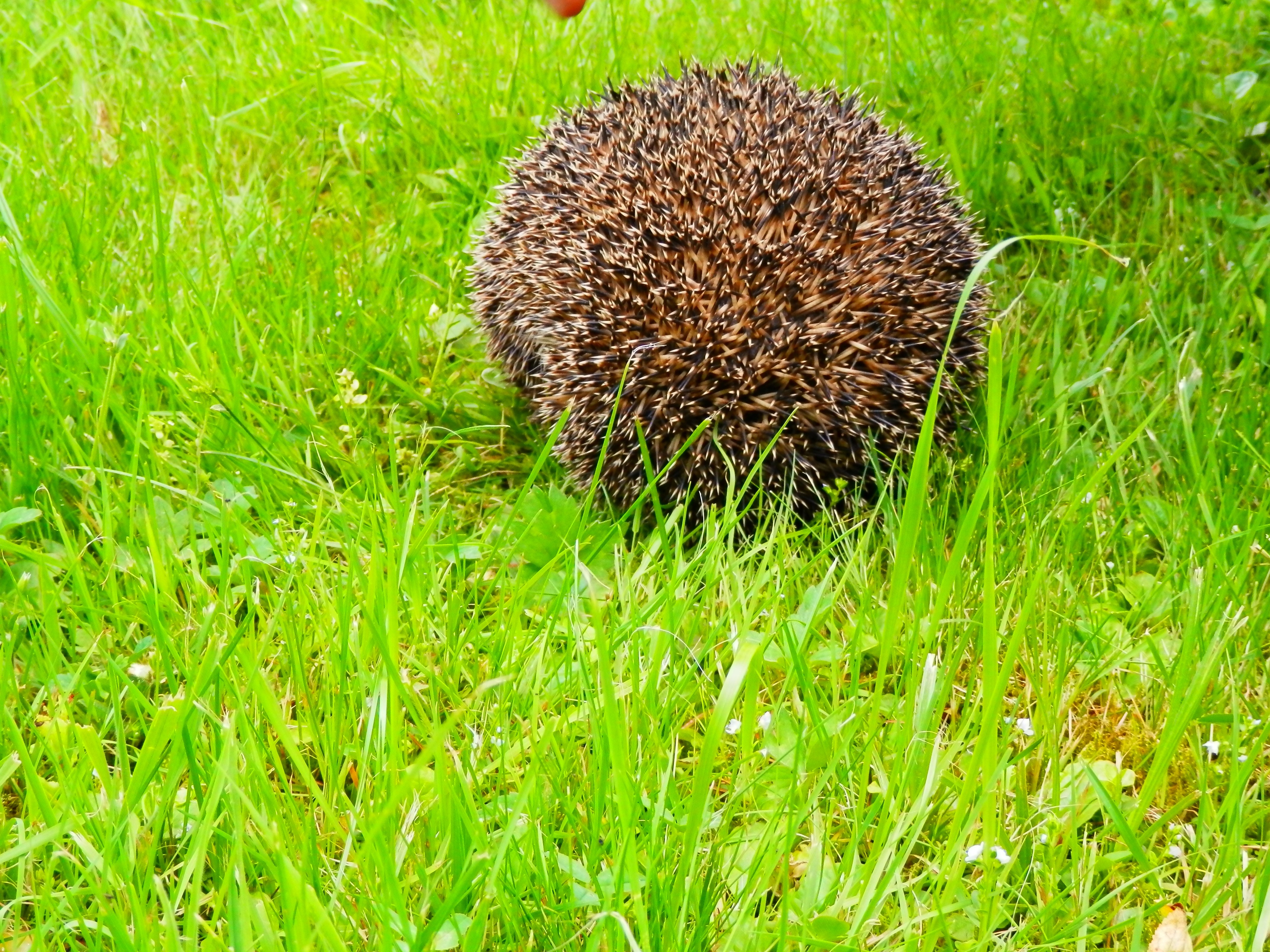 brown hedgehog