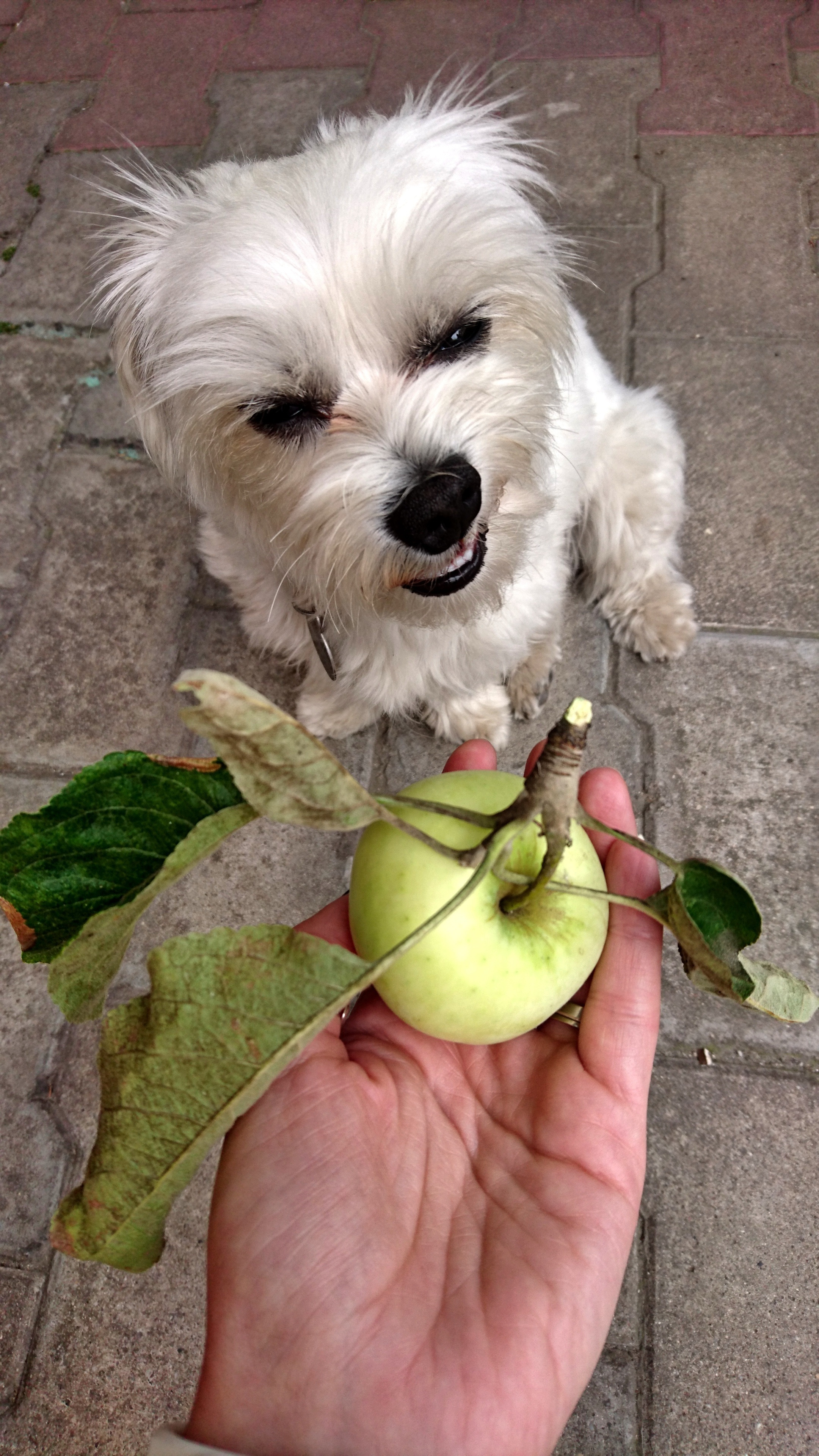 what fruit is good for shih tzu