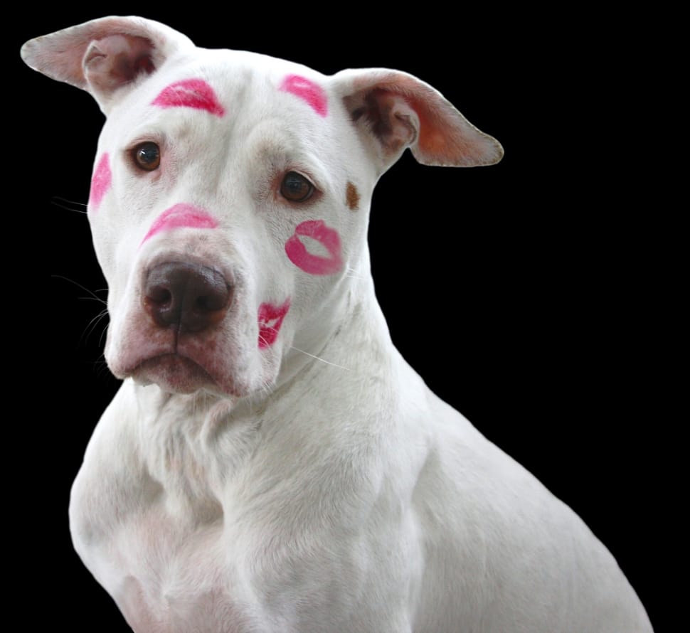 Love, Kisses, Dog, White, Pitbull, black background, one animal preview