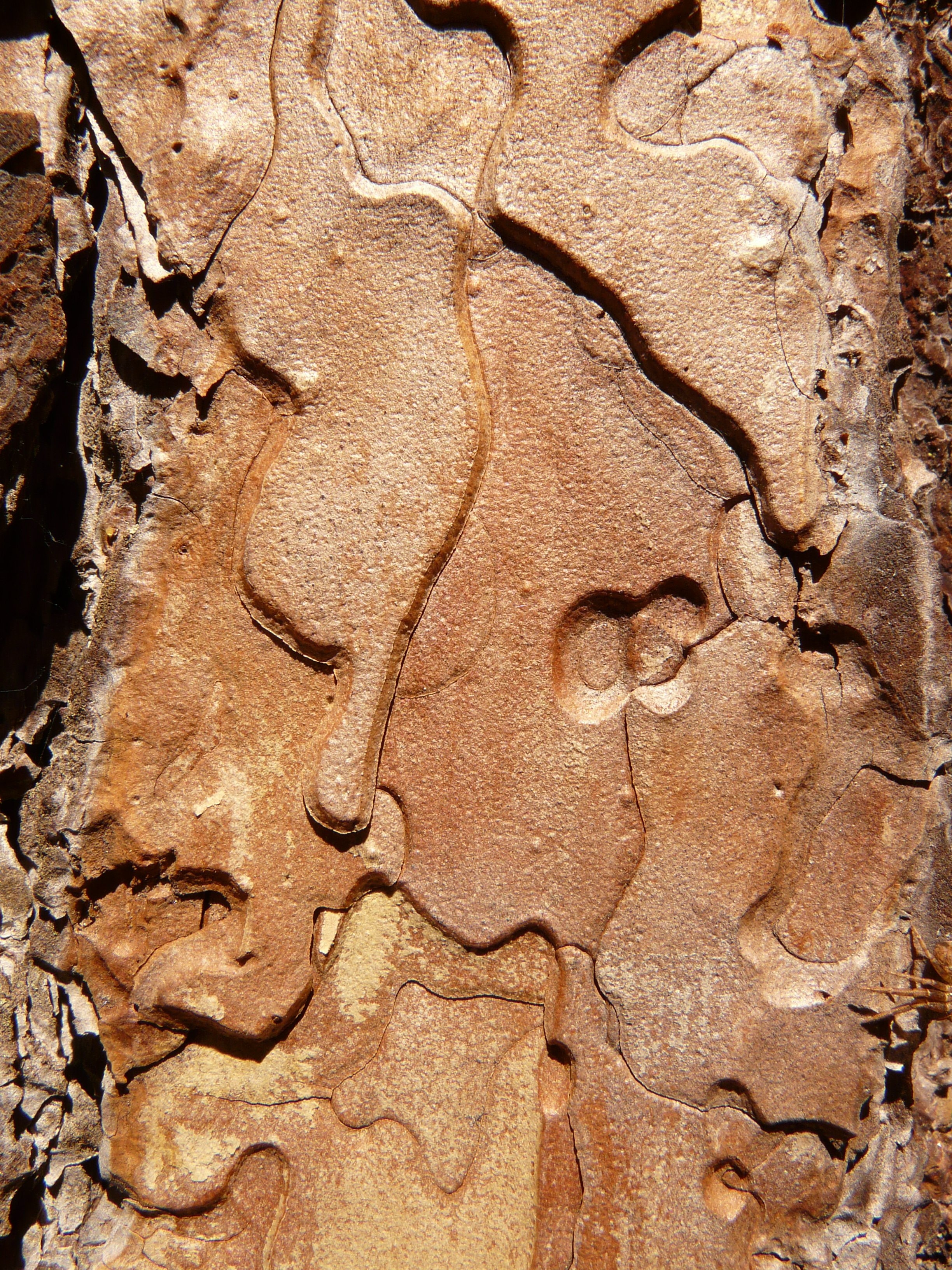 brown stalactite