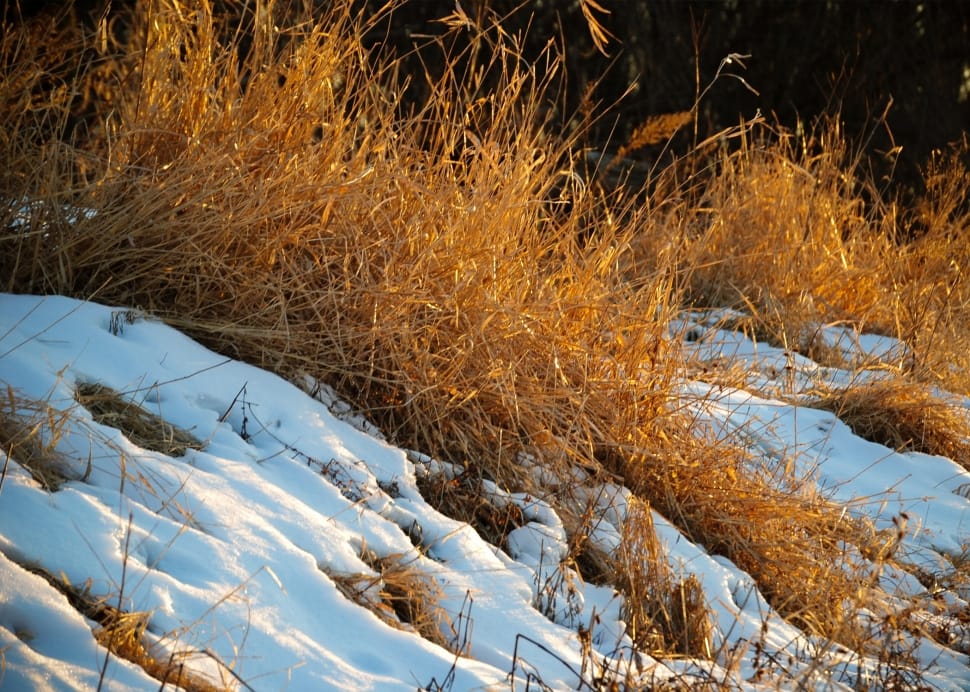 brown grass with snow during daytime preview