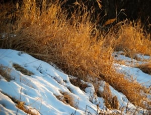 brown grass with snow during daytime thumbnail