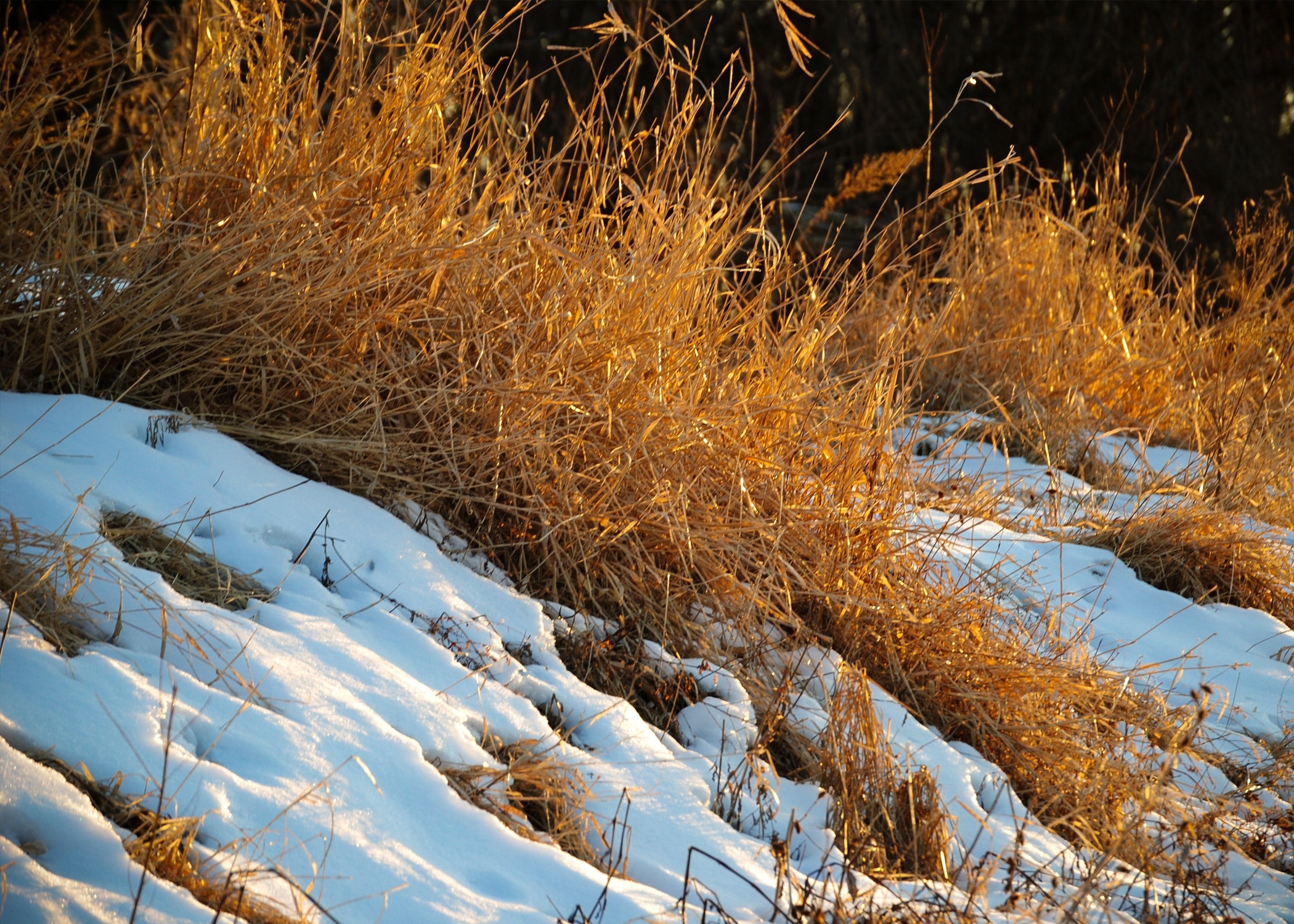 brown grass with snow during daytime