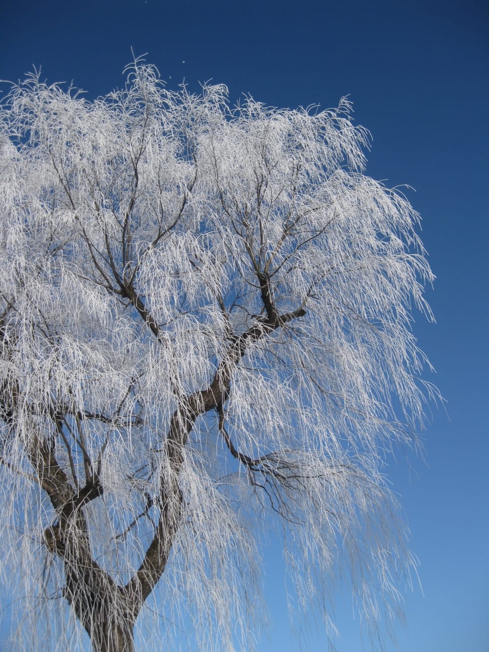 white leaved tree preview
