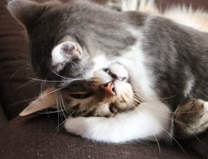 1 silver and 1 brown tabby kittens thumbnail