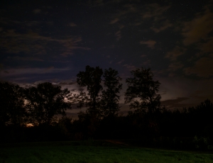 photo of trees during nigh time thumbnail