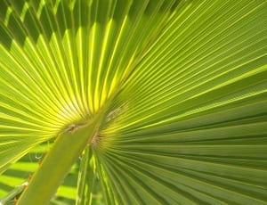 green fan palm thumbnail