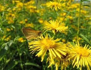 brown and white butterfly and yellow daisy flower thumbnail