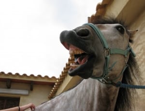 grey horse with open mouth thumbnail
