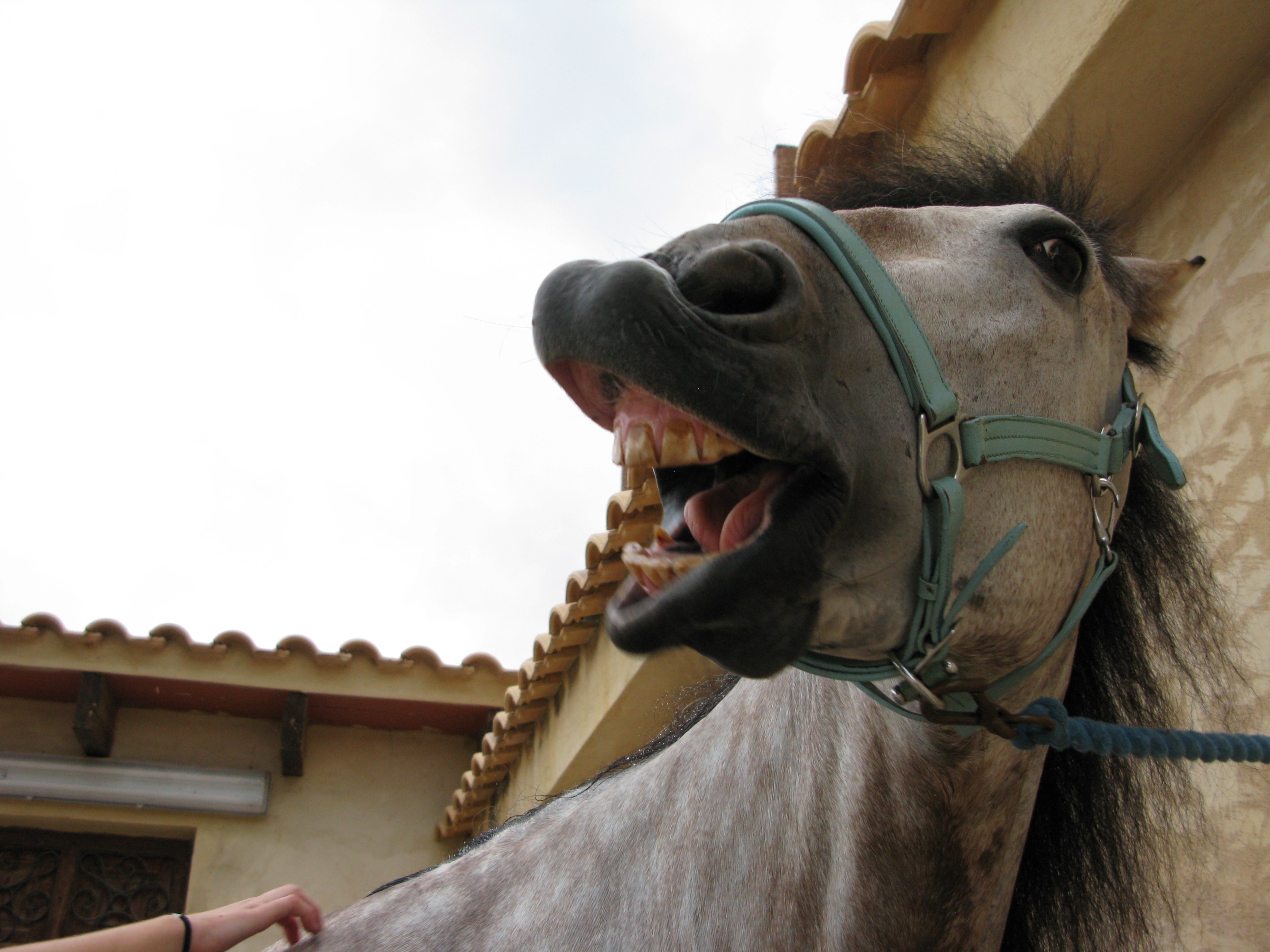 grey horse with open mouth
