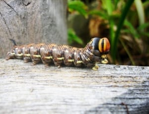 brown and black caterpillar thumbnail