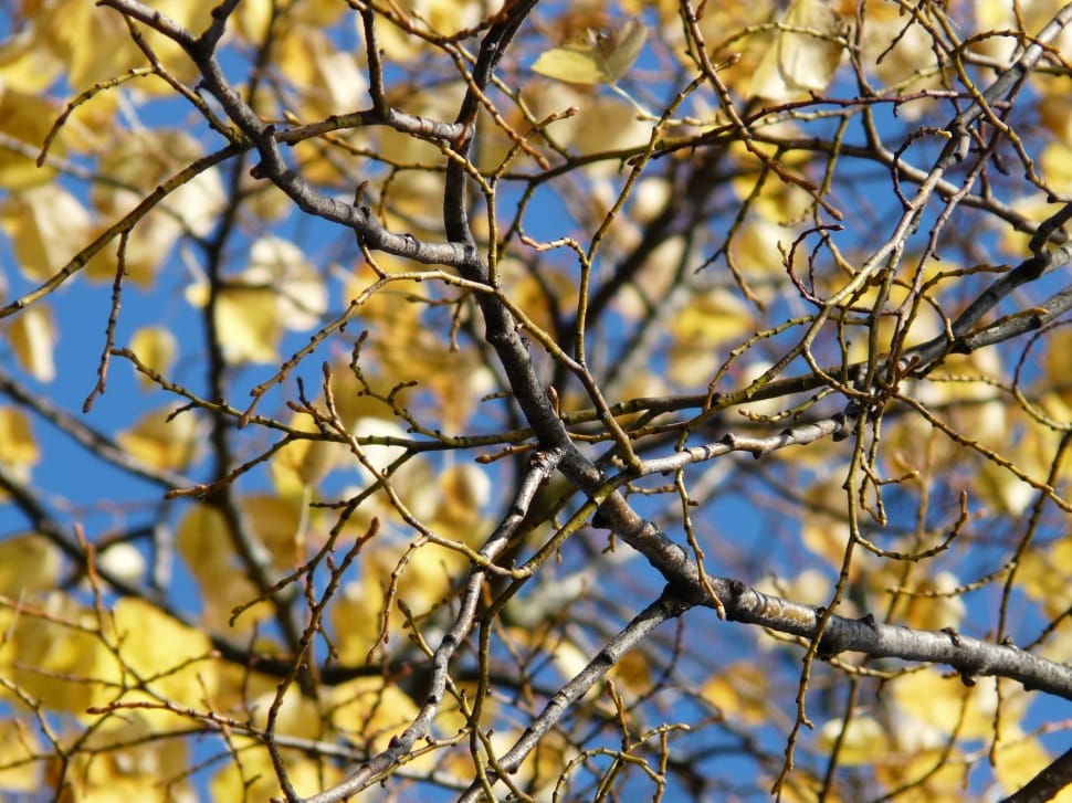gray tree branches preview
