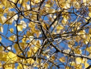 gray tree branches thumbnail