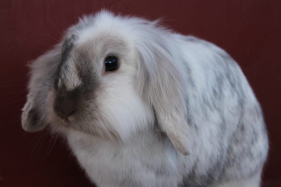 white and gray rabbit preview