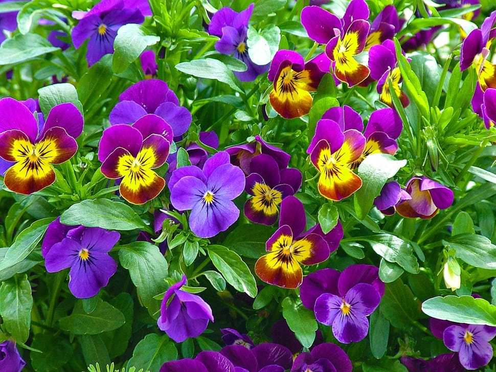 purple pansy flowers preview