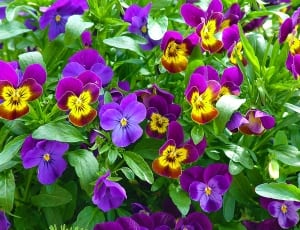 purple pansy flowers thumbnail
