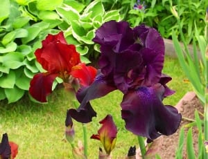 purple and red irises thumbnail