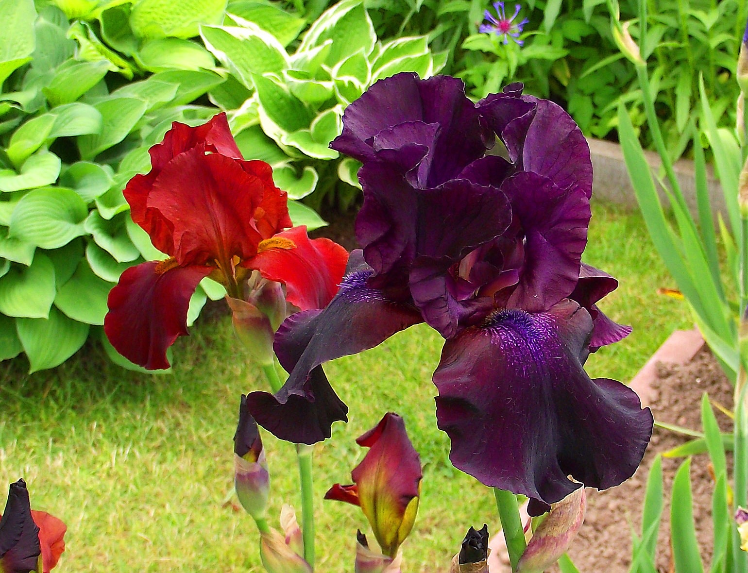 purple and red irises