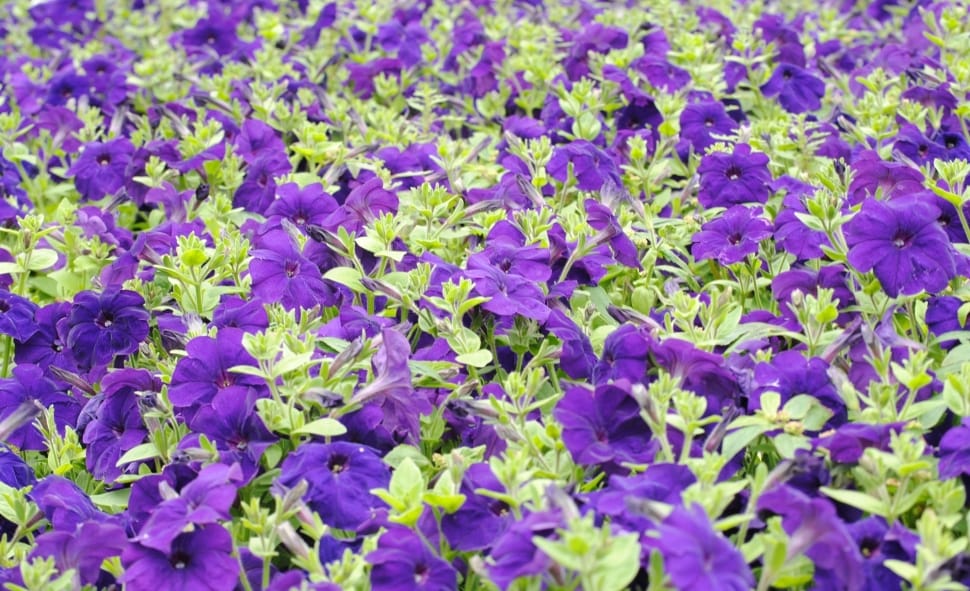 purple flower garden preview