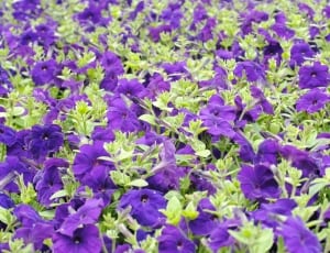 purple flower garden thumbnail