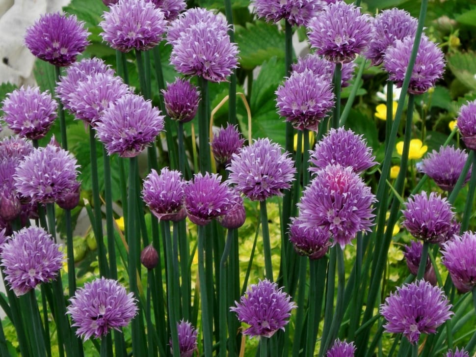 pink chives preview