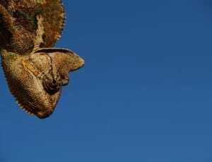 selective focus photo of brown chameleon thumbnail