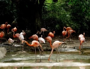 flock of flamingoes thumbnail