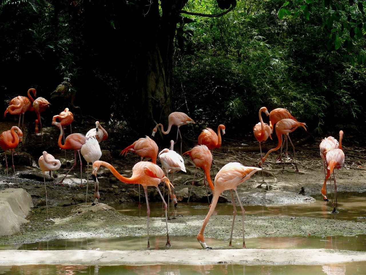 flock of flamingoes