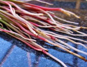 pink and white fountain grass thumbnail