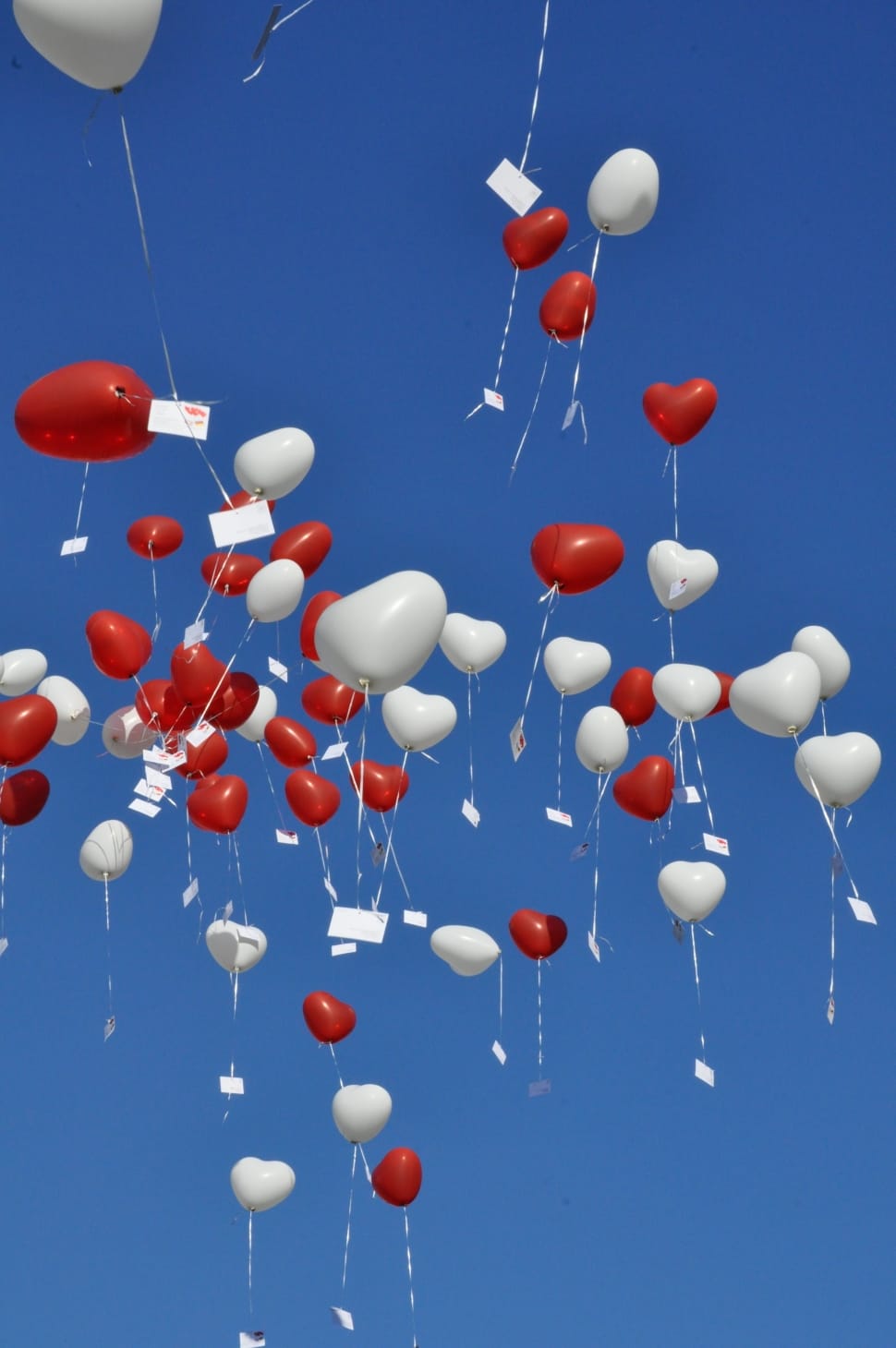 white and heart shaped balloons flew in daytime preview
