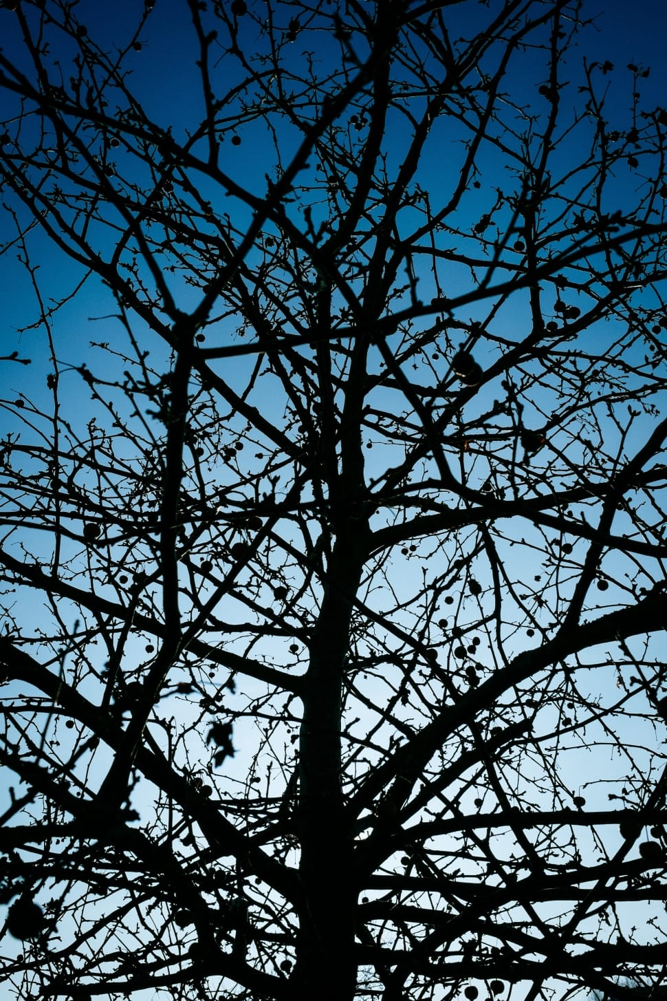 brown leafless tree preview