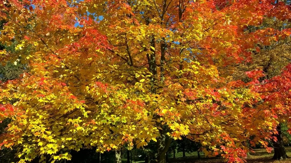 yellow and orange maple tree preview