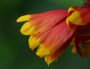 red and yellow flower with petals thumbnail
