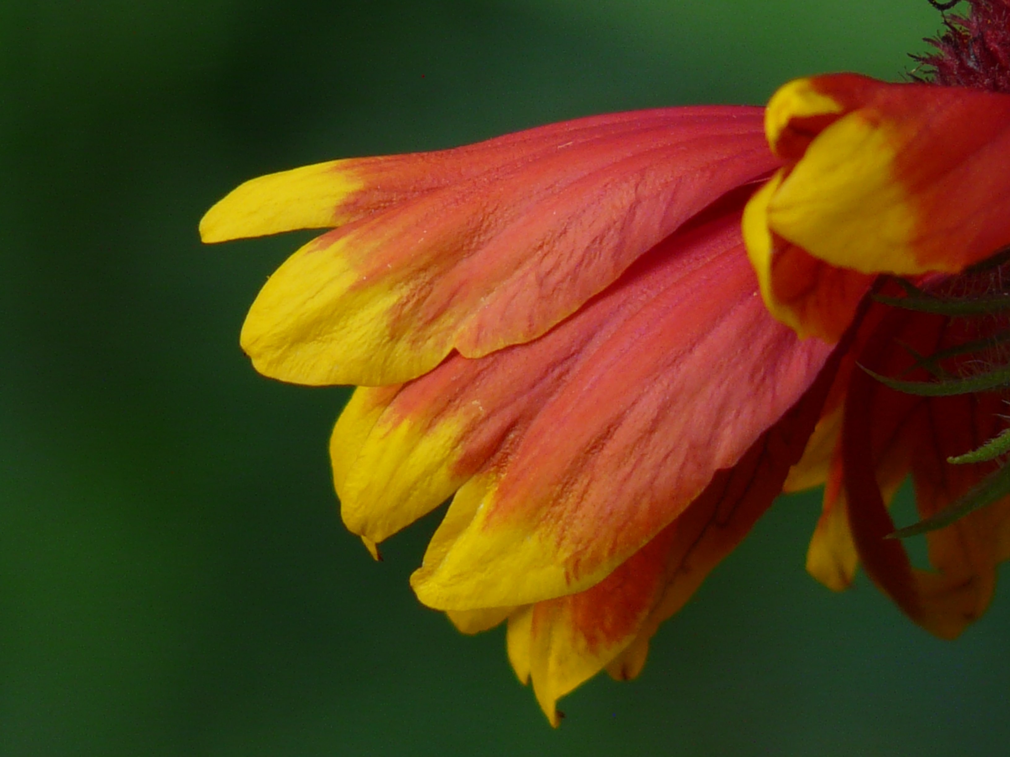 red and yellow flower with petals