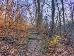 forest pathway thumbnail
