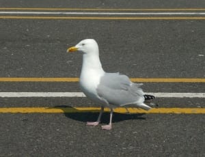 gull on grey pavement thumbnail