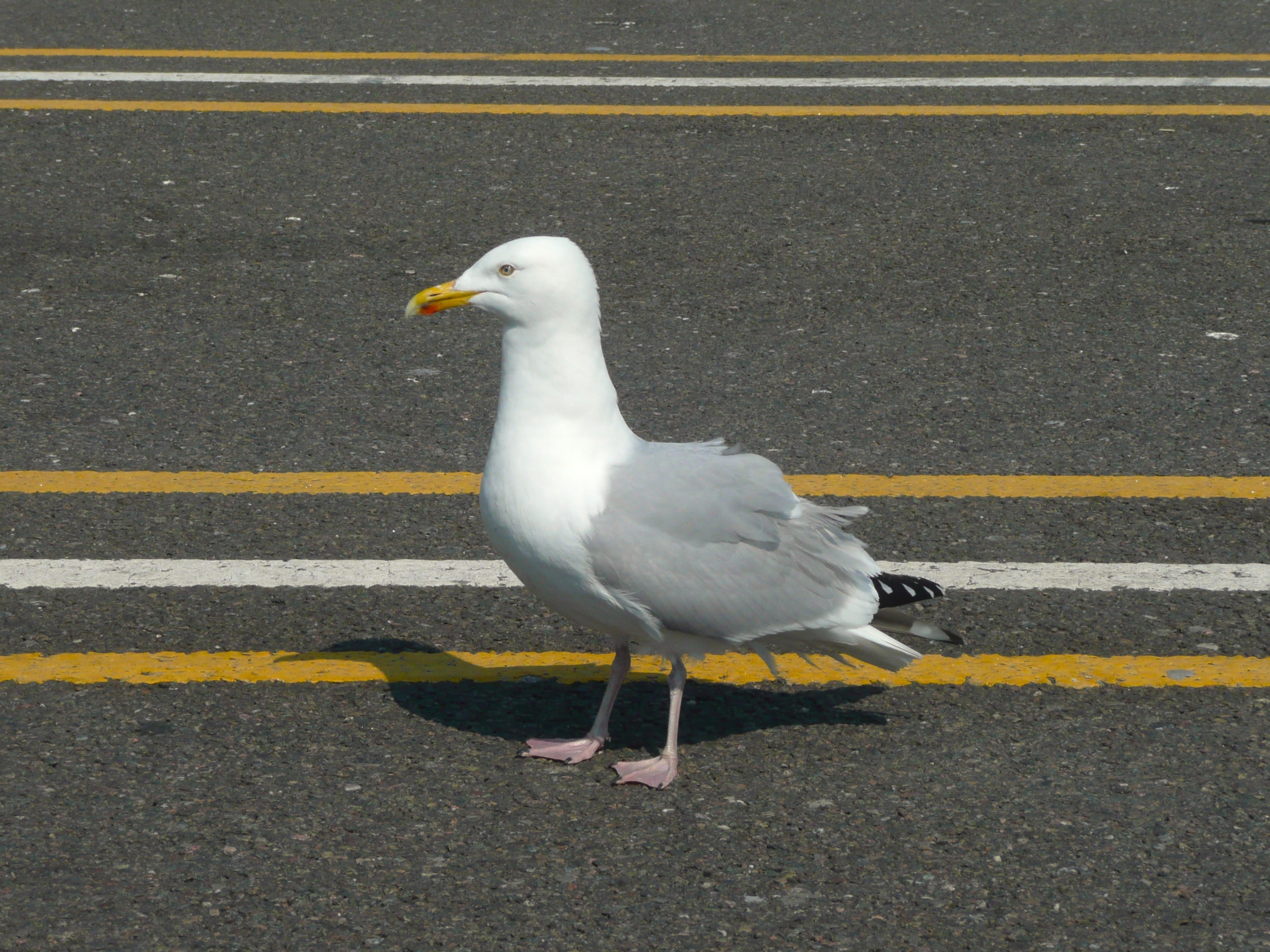 gull on grey pavement