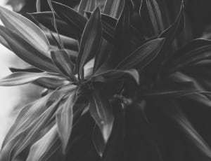 greyscale photo of plant thumbnail