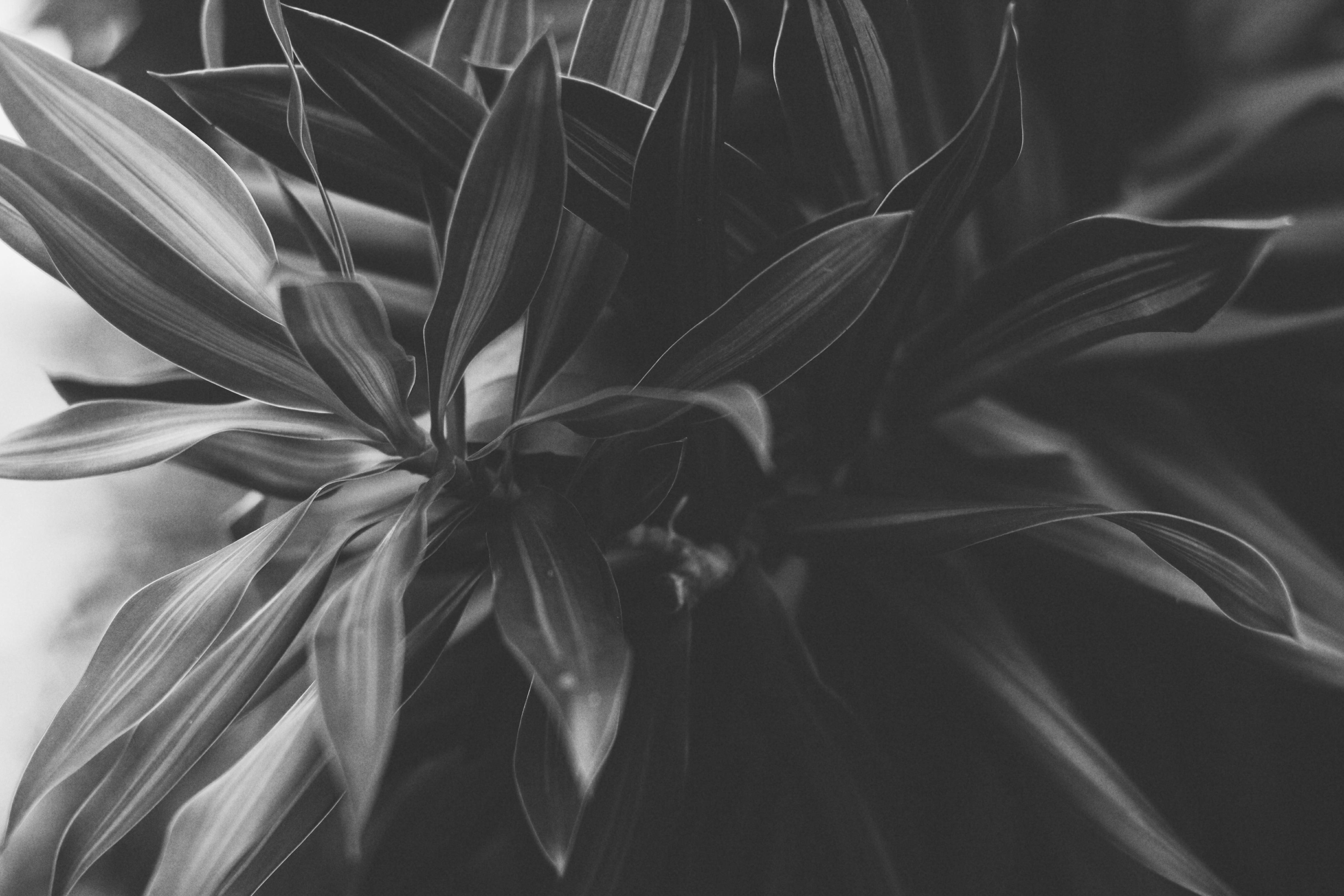 greyscale photo of plant