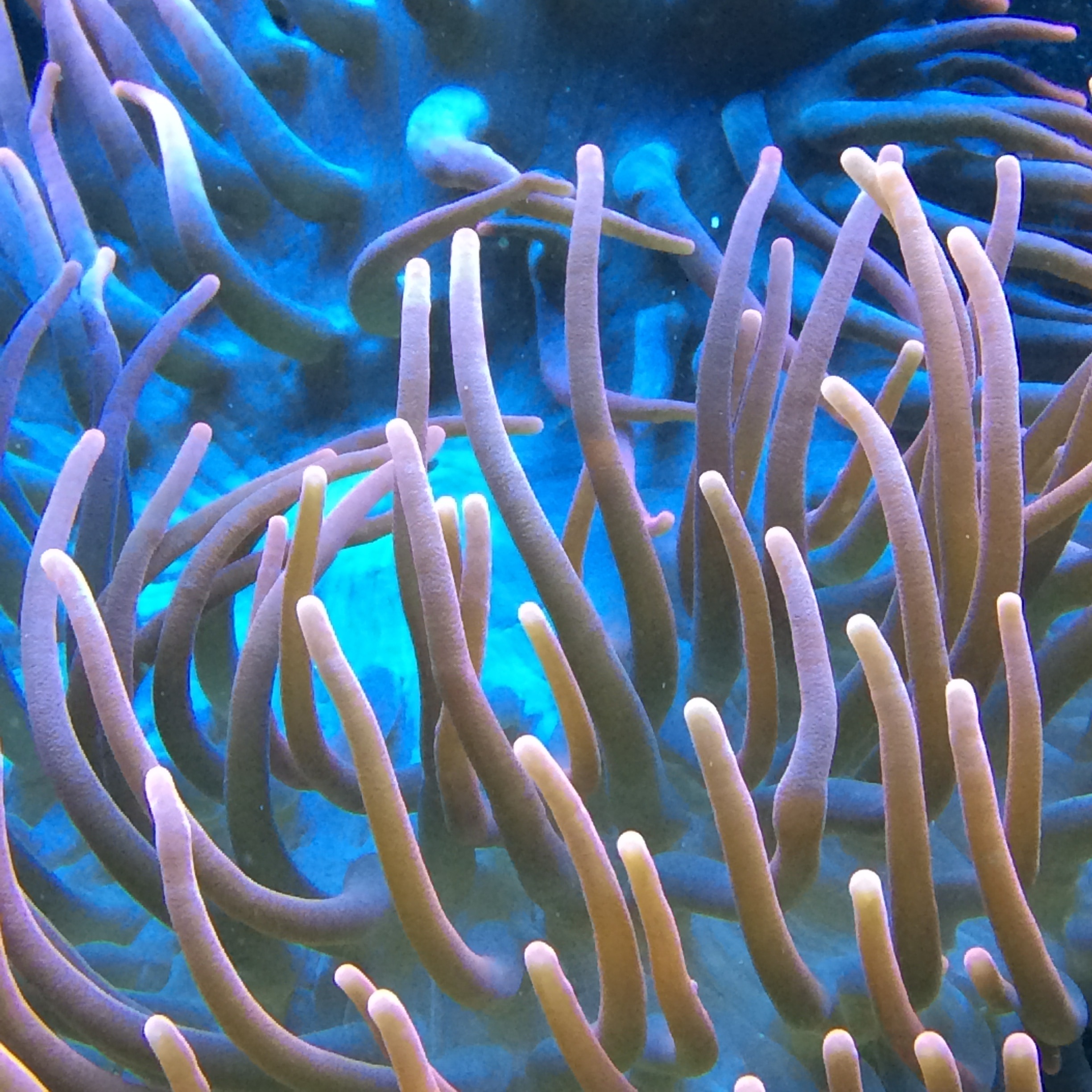 brown silicone fishtank coral