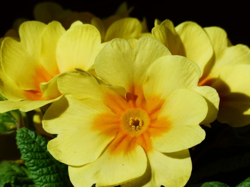 yellow primrose preview